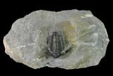 Detailed Gerastos Trilobite Fossil - Morocco #152805-1